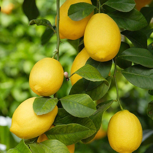 Pair Of Large Lemon Trees 4 Pair Of Large Lemon Trees - Image 2