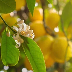 Pair Of Large Lemon Trees 10 Pair Of Large Lemon Trees -Garden Plants Sales 680092 3