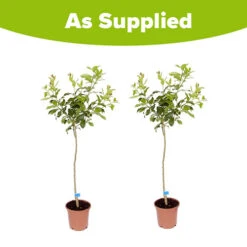 Pair Of Large Lemon Trees 11 Pair Of Large Lemon Trees -Garden Plants Sales 680092 4