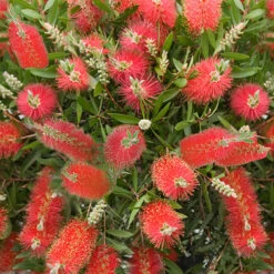 Callistemon 'Bottlebrush' -Garden Plants Sales 680093 3