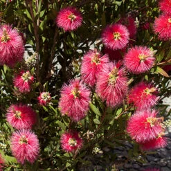 Callistemon 'Bottlebrush' -Garden Plants Sales 680093 4
