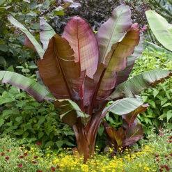 Architectural Banana Plant Collection -Garden Plants Sales 680114 2