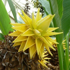 Architectural Banana Plant Collection -Garden Plants Sales 680114 3