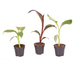 Architectural Banana Plant Collection -Garden Plants Sales 680114 4