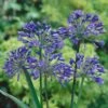 Agapanthus Africanus 'Blue' -Garden Plants Sales 680130