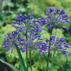 Agapanthus Africanus 'Blue'