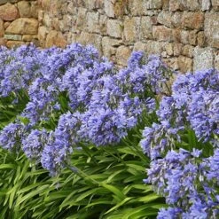 Agapanthus Africanus 'Blue' 14 Agapanthus Africanus 'Blue' -Garden Plants Sales 680130 3