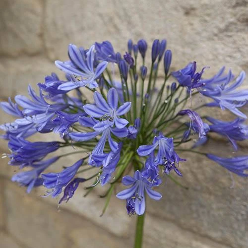 Agapanthus Africanus 'Blue' 8 Agapanthus Africanus 'Blue' - Image 6