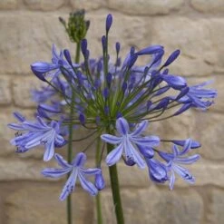 Agapanthus Africanus 'Blue' 17 Agapanthus Africanus 'Blue' -Garden Plants Sales 680130 6