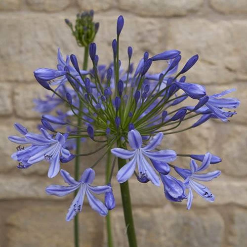Agapanthus Africanus 'Blue' 9 Agapanthus Africanus 'Blue' - Image 7