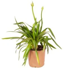 Agapanthus Africanus 'Blue' 19 Agapanthus Africanus 'Blue' -Garden Plants Sales 680130 8