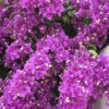 Bougainvillea Purple Pillar -Garden Plants Sales 680131