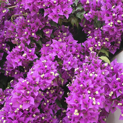 Bougainvillea Purple Pillar 3 Bougainvillea Purple Pillar
