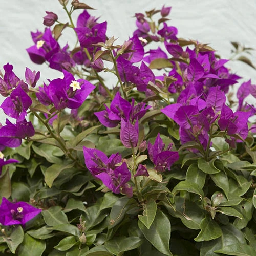 Bougainvillea Purple Pillar 4 Bougainvillea Purple Pillar - Image 2