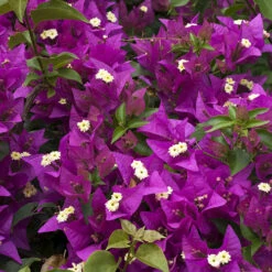 Bougainvillea Purple Pillar 9 Bougainvillea Purple Pillar -Garden Plants Sales 680131 2