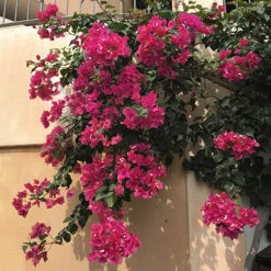 Bougainvillea Purple Pillar 11 Bougainvillea Purple Pillar -Garden Plants Sales 680131 4