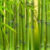 Green Bamboo Phyllostachys Bissetti 2 Green Bamboo Phyllostachys Bissetti -Garden Plants Sales 680141