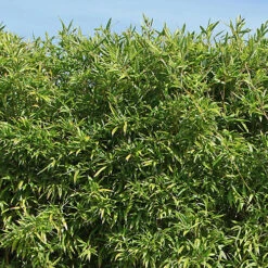 Green Bamboo Phyllostachys Bissetti -Garden Plants Sales 680141 2