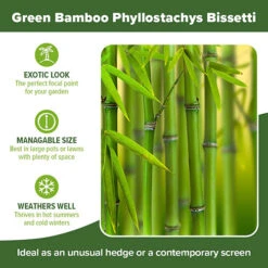 Green Bamboo Phyllostachys Bissetti -Garden Plants Sales 680141 4