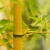 Phyllostachys Aureosulcata 'Spectabilis' (Yellow Bamboo) 1 Phyllostachys Aureosulcata 'Spectabilis' (Yellow Bamboo) -Garden Plants Sales 680144