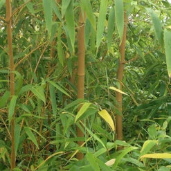 Phyllostachys Aureosulcata 'Spectabilis' (Yellow Bamboo) -Garden Plants Sales 680144 4