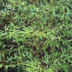 Phyllostachys Aureosulcata 'Spectabilis' (Yellow Bamboo) -Garden Plants Sales 680144 6
