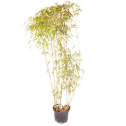 Phyllostachys Aureosulcata 'Spectabilis' (Yellow Bamboo) -Garden Plants Sales 680144 7