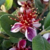 Pineapple Guava - Acca Sellowiana 1 Pineapple Guava - Acca Sellowiana -Garden Plants Sales 680146