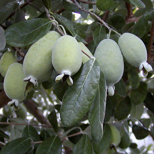 Pineapple Guava - Acca Sellowiana 4 Pineapple Guava - Acca Sellowiana - Image 2