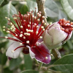 Pineapple Guava - Acca Sellowiana 9 Pineapple Guava - Acca Sellowiana -Garden Plants Sales 680146 2