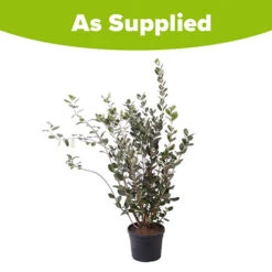 Pineapple Guava - Acca Sellowiana 11 Pineapple Guava - Acca Sellowiana -Garden Plants Sales 680146 4