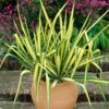 Yucca Filamentosa 'Colour Guard' Needle Palm 1 Yucca Filamentosa 'Colour Guard' Needle Palm -Garden Plants Sales 680200