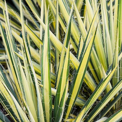 Yucca Filamentosa 'Colour Guard' Needle Palm 4 Yucca Filamentosa 'Colour Guard' Needle Palm - Image 2