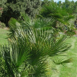 Chamaerops Humilis Fan Palm 9 Chamaerops Humilis Fan Palm -Garden Plants Sales 680225 2