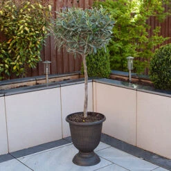 Olive Tree 9 Olive Tree -Garden Plants Sales 680232 3