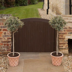 Pair Of Olive Trees 8 Pair Of Olive Trees -Garden Plants Sales 680233 2