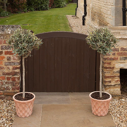 Pair Of Olive Trees 5 Pair Of Olive Trees - Image 3