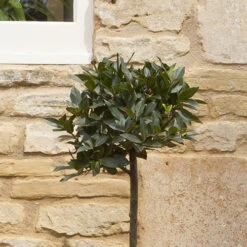 Standard Bay Tree -Garden Plants Sales 680234 2
