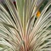 Cordyline Australis 'Torbay Dazzler' 2 Cordyline Australis 'Torbay Dazzler' -Garden Plants Sales 680236