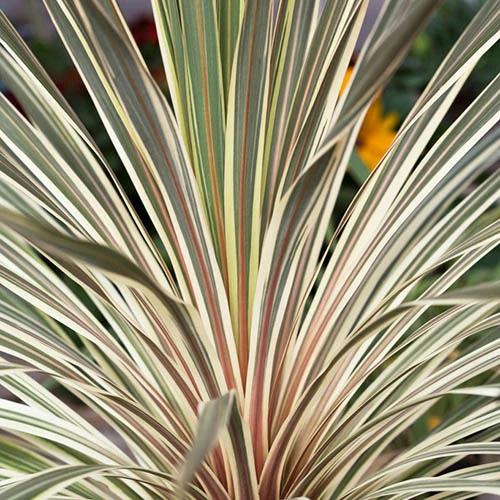 Cordyline Australis 'Torbay Dazzler' 3 Cordyline Australis 'Torbay Dazzler'