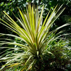 Cordyline Australis 'Torbay Dazzler' 6 Cordyline Australis 'Torbay Dazzler' -Garden Plants Sales 680236 1