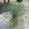 Yucca Rostrata 2 Yucca Rostrata -Garden Plants Sales 680237