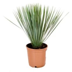 Yucca Rostrata 7 Yucca Rostrata -Garden Plants Sales 680237 2