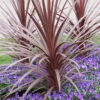 Cordyline Australis 'Red Star' -Garden Plants Sales 680254