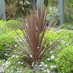 Cordyline Australis 'Red Star' -Garden Plants Sales 680254 1