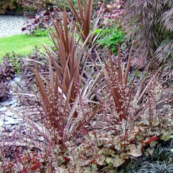 Cordyline Australis 'Red Star' -Garden Plants Sales 680254 2