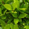Bay Tree Bush -Garden Plants Sales 680266