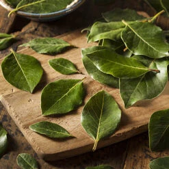 Bay Tree Bush -Garden Plants Sales 680266 2