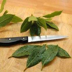 Bay Tree Bush -Garden Plants Sales 680266 3