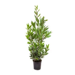 Bay Tree Bush -Garden Plants Sales 680266 4